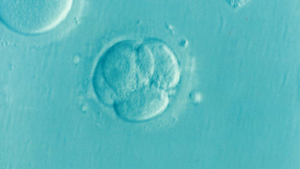 embryo