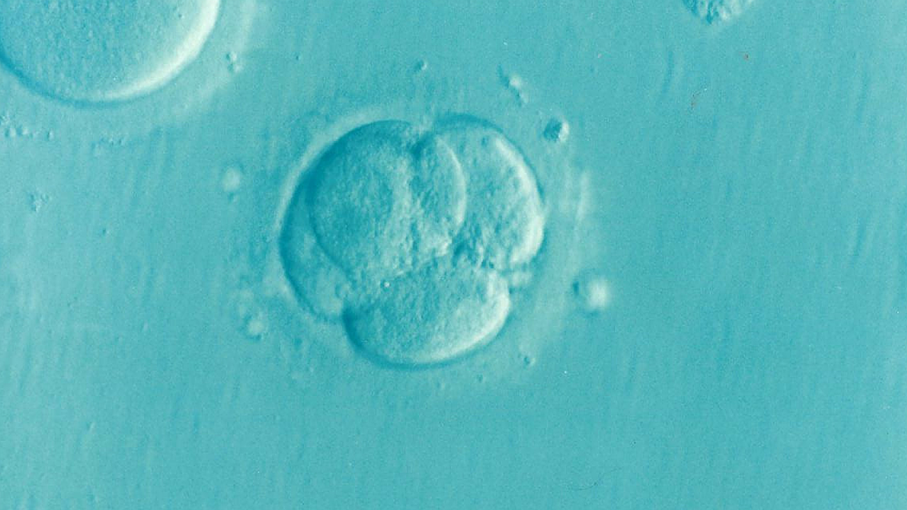 embryo