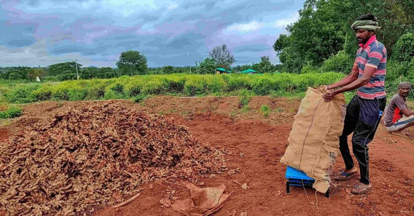 अदरक की खेती पर संकट: भारी बारिश से किसानों पर बुरा असर