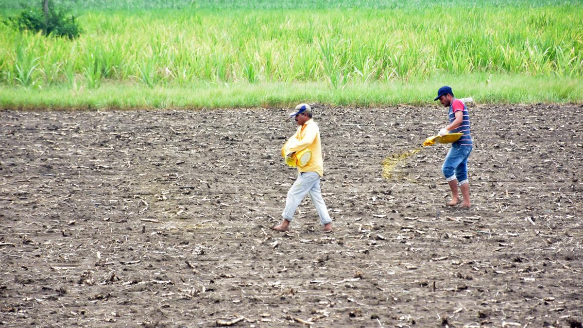 आंध्र प्रदेश में नकद हस्तांतरण: अंतराल के साथ एक जीवन रेखा