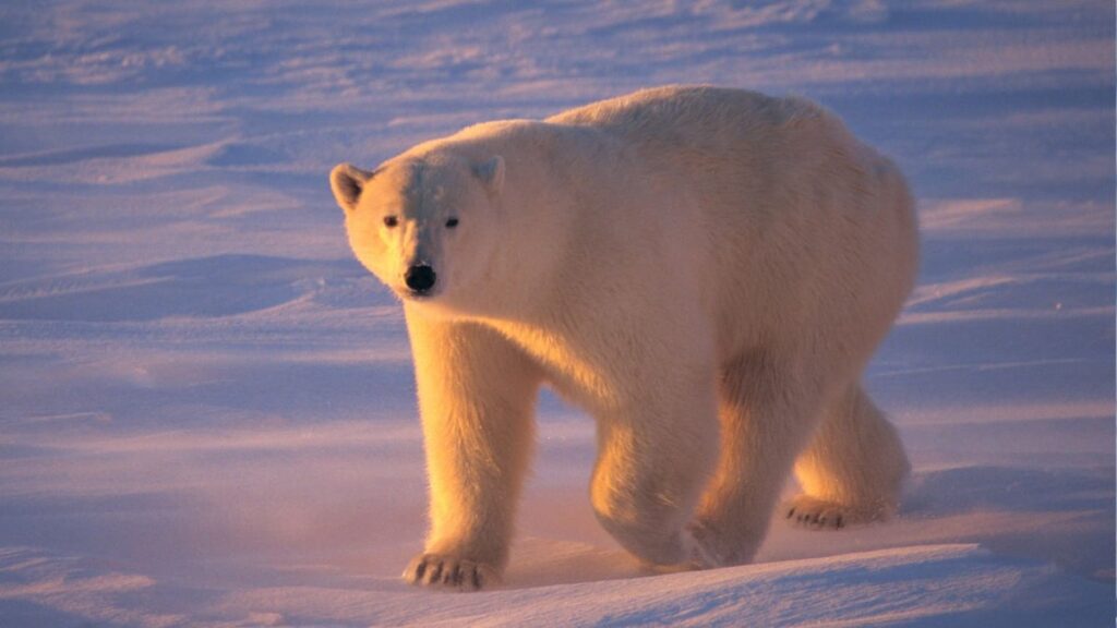 Polar Bear That Appeared In Iceland For The 1st Time In 8 Years Was Shot Dead By Police Thinking It...