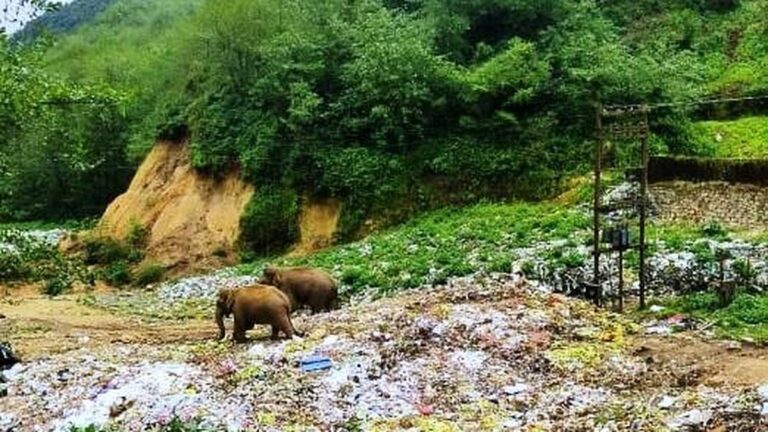 जंगली हाथी के हमले में मुन्नार के कचरा डंपिंग यार्ड के दो कर्मचारी घायल