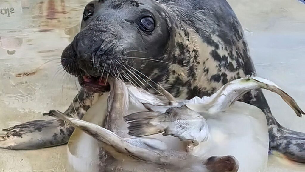 Sheba celebrates her 49th birthday with a fish cake. File pic: Barry Williams/Cornish Seal Sanctuary