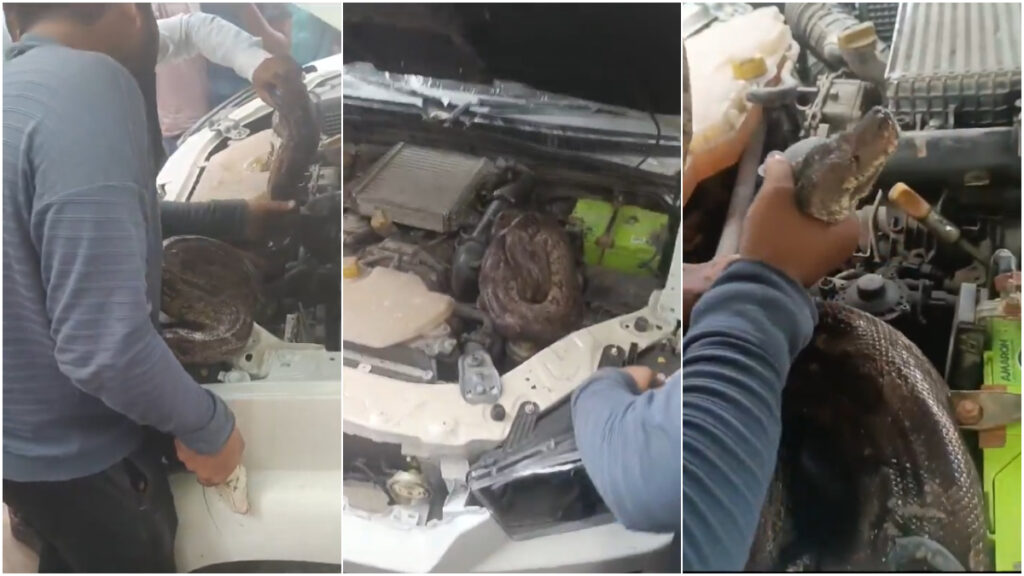 Terrifying VIDEO: Massive 7-Foot-Long Python Found Resting Inside Car Bonnet At Garage In UP