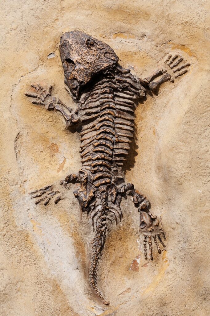 dinosaur fossil