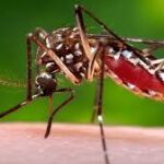 Surge In Dengue, Chikungunya & Viral Fever Cases In Indore