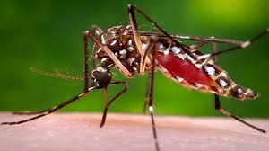 Surge In Dengue, Chikungunya & Viral Fever Cases In Indore