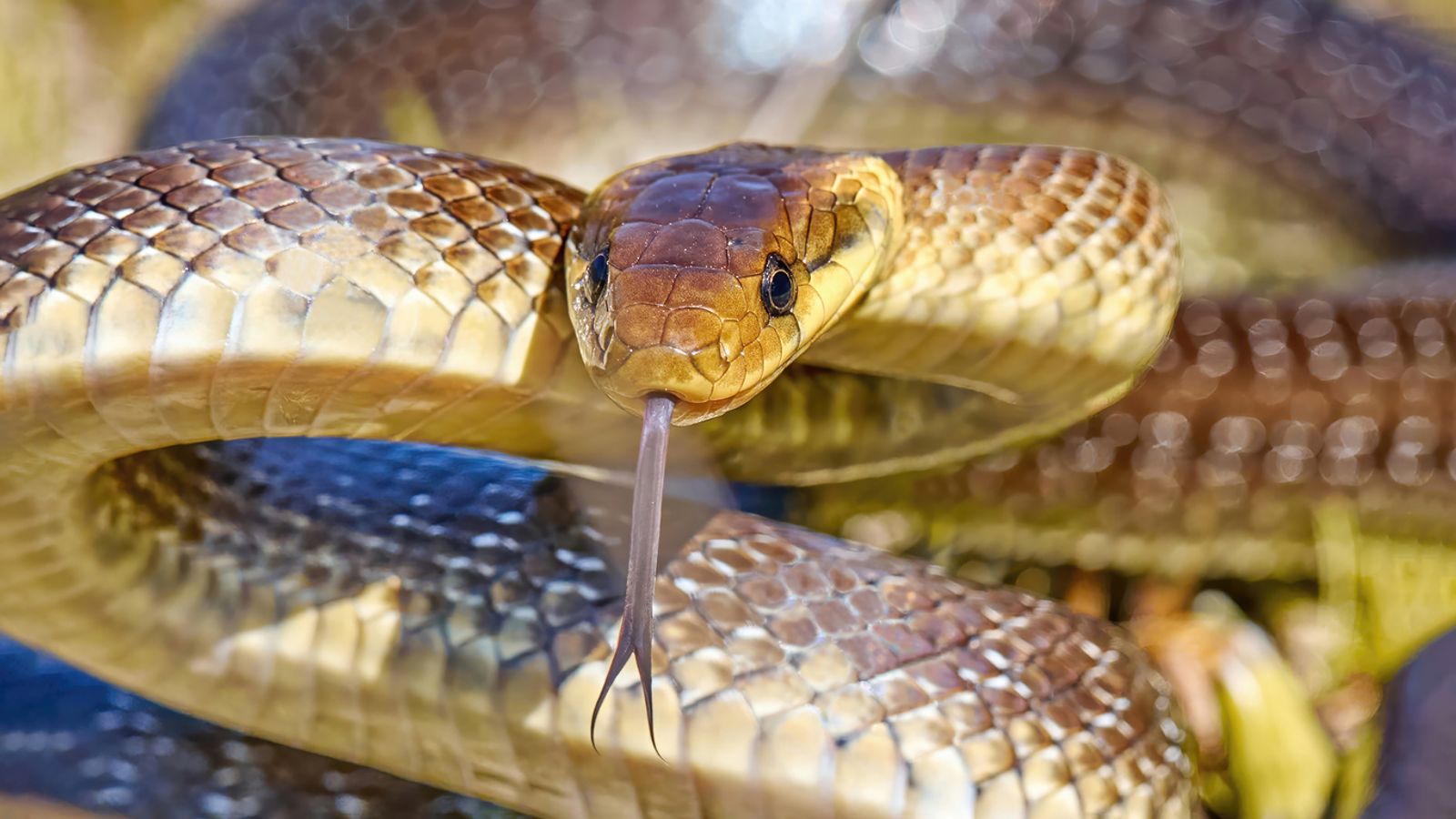 The Aesculapian snake can be found in London and Wales. File pic: iStock