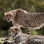 Kuno Authorities To Release Cheetahs Into Wild In Phases Starting Late October; India Eyes New...