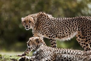 Kuno Authorities To Release Cheetahs Into Wild In Phases Starting Late October; India Eyes New...