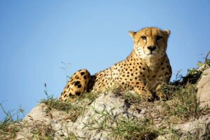 Madhya Pradesh: Officials Of Three States Discuss Management In Cheetah Landscape