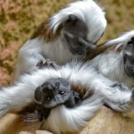 Cotton-top tamarin monkeys. Pic: AP