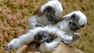 Cotton-top tamarin monkeys. Pic: AP