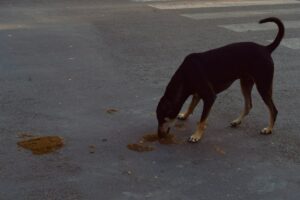 Pune: Amanora Park Residents Protest Against Stray Dog Menace Due to PMC