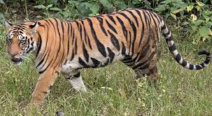 Tiger Sighting Sparks Fear In Madhya Pradesh