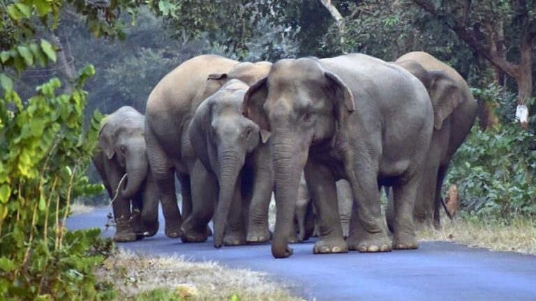 महाराष्ट्र के गढ़चिरौली में जंगली हाथी ने एक व्यक्ति को कुचल दिया