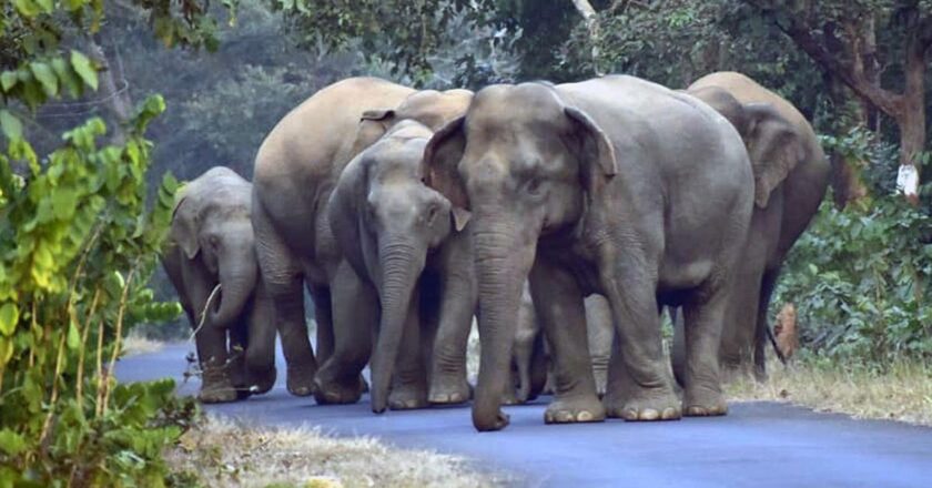 महाराष्ट्र के गढ़चिरौली में जंगली हाथी ने एक व्यक्ति को कुचल दिया