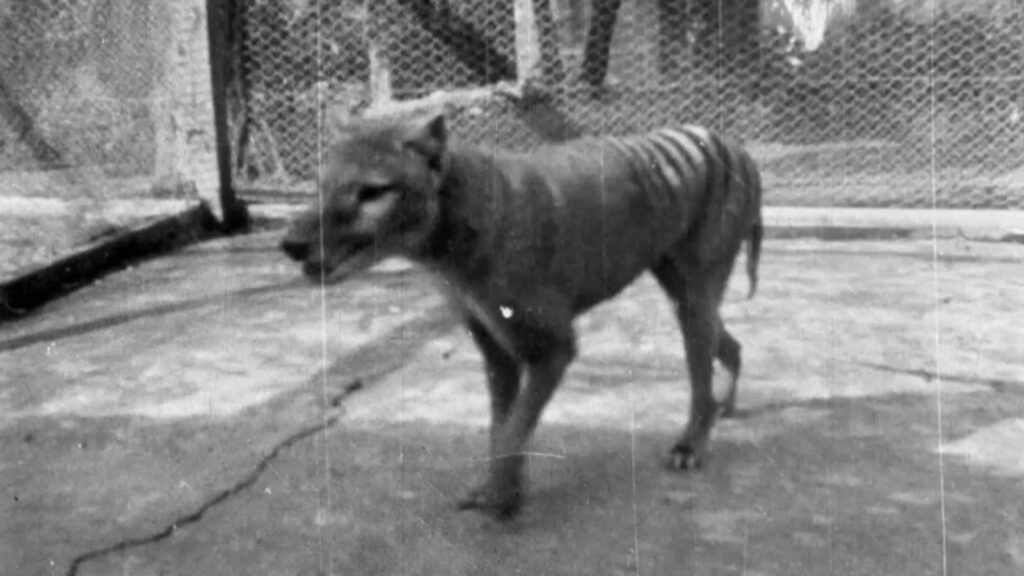 The 1935 clip is more than 12 months later than the previously last confirmed footage of a thylacine, from 1933.