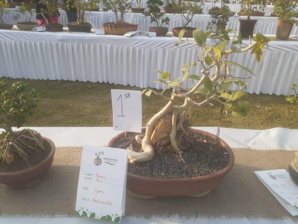 Bonsai Trees On Display In Bhopal: 50-Year-Old Bougainvillea, 42-Year-Old Hibiscus Draw Admiration