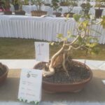 Bonsai Trees On Display In Bhopal: 50-Year-Old Bougainvillea, 42-Year-Old Hibiscus Draw Admiration