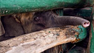 A jumbo crisis in Madhya Pradesh