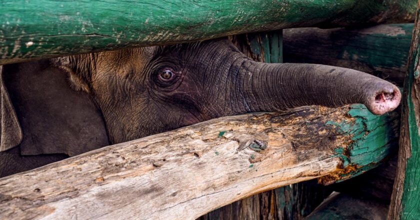 A jumbo crisis in Madhya Pradesh