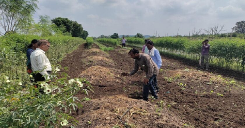 कृषि संकट से निपटने के लिए जैविक खेती को उपकरण के रूप में इस्तेमाल करने का महाराष्ट्र का प्रयोग ध्यान खींचता है