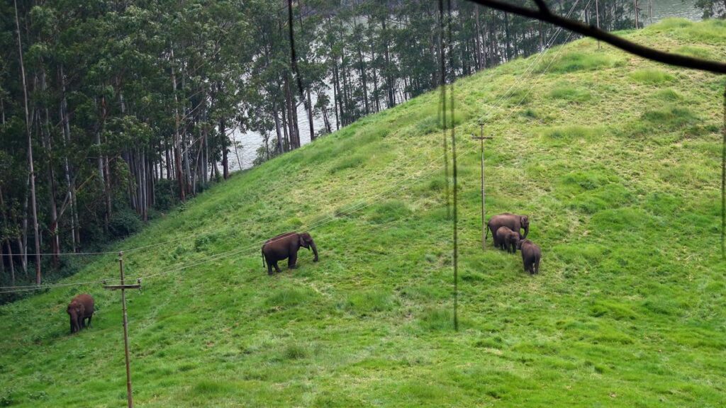 ग्रीन्स ने मट्टुपेट्टी बांध पर सीप्लेन परियोजना पर चिंता जताई