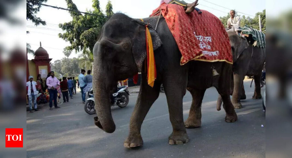 डिप्टी सीएम सम्राट चौधरी बढ़ी हुई सुरक्षा के साथ एक महीने तक चलने वाले सोनपुर मेले का शुभारंभ करेंगे पटना समाचार