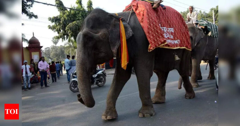 डिप्टी सीएम सम्राट चौधरी बढ़ी हुई सुरक्षा के साथ एक महीने तक चलने वाले सोनपुर मेले का शुभारंभ करेंगे पटना समाचार