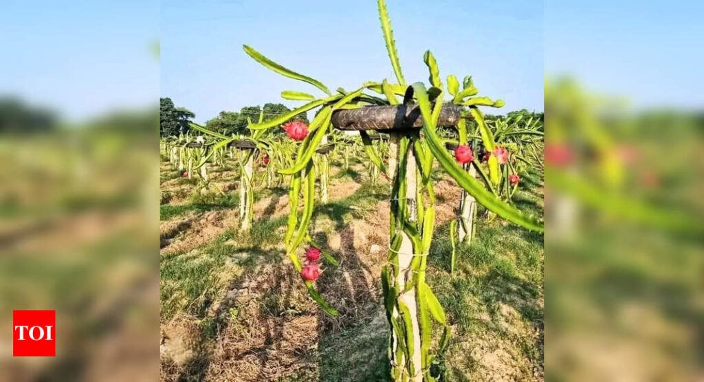 ड्रैगन फ्रूट खेती के नए केंद्र के रूप में उभरा भागलपुर | पटना समाचार