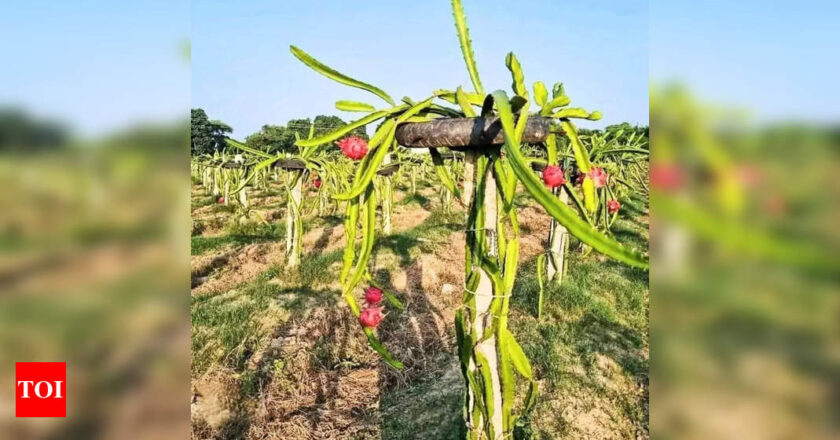 ड्रैगन फ्रूट खेती के नए केंद्र के रूप में उभरा भागलपुर | पटना समाचार