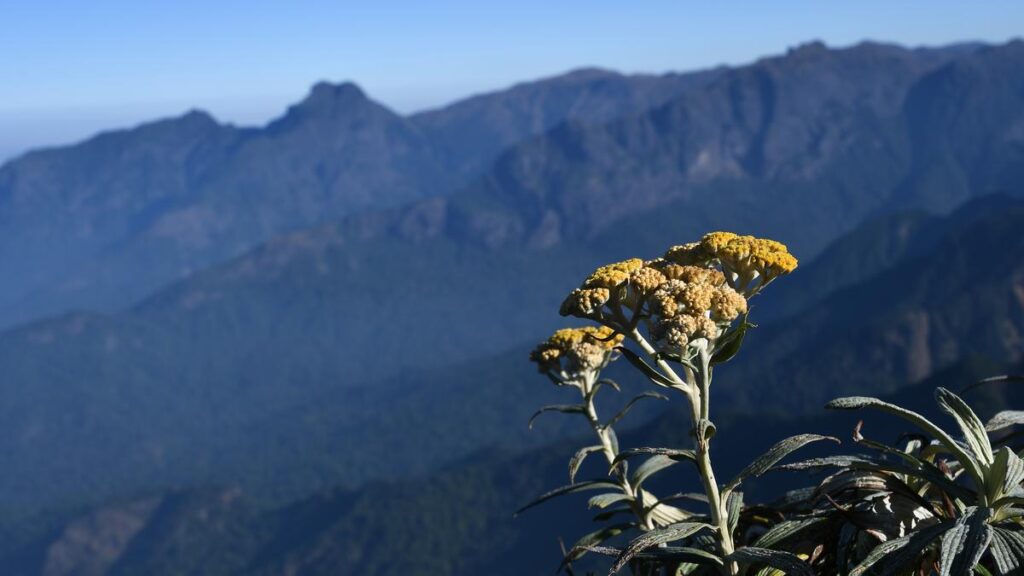 तमिलनाडु के कुछ बेहतरीन ट्रैकिंग ट्रेल्स के लिए एक त्वरित मार्गदर्शिका