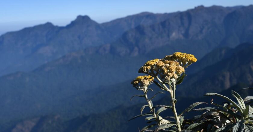 तमिलनाडु के कुछ बेहतरीन ट्रैकिंग ट्रेल्स के लिए एक त्वरित मार्गदर्शिका