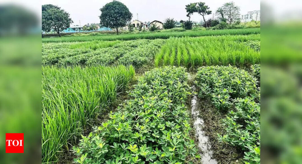 बीएयू द्वारा क्रांतिकारी दोहरी फसल प्रणाली बिहार में टिकाऊ खेती को बढ़ाती है | पटना समाचार