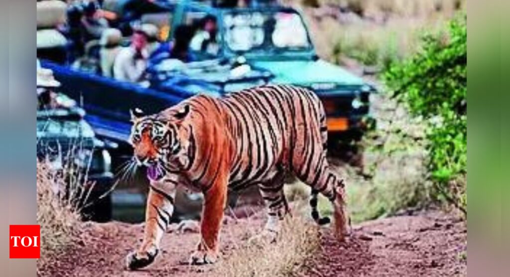 रणथंभौर के लापता बाघ: मैदानी युद्ध और मानवीय खतरे की एक कहानी