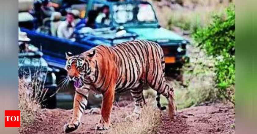 रणथंभौर के लापता बाघ: मैदानी युद्ध और मानवीय खतरे की एक कहानी