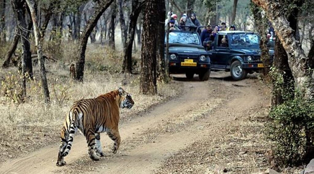 Rajasthan: 3-Member Panel Formed To Probe Disappearance Of 25 Tigers From Ranthambore National Park