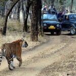 Rajasthan: 3-Member Panel Formed To Probe Disappearance Of 25 Tigers From Ranthambore National Park