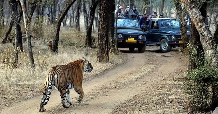 रणथंभौर राष्ट्रीय उद्यान से 25 बाघों के गायब होने की जांच के लिए 3 सदस्यीय पैनल का गठन