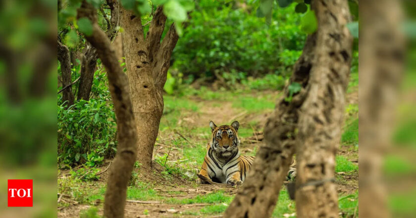 राजस्थान के रामगढ़ विषधारी टाइगर रिजर्व में 3 वर्षीय नर बाघ जोड़ा गया | भारत समाचार