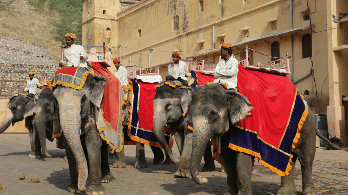 Rajasthan Govt Slashes Amer Fort Elephant Ride Rates From ₹2,500 To ₹1,500; Owners To Challenge...