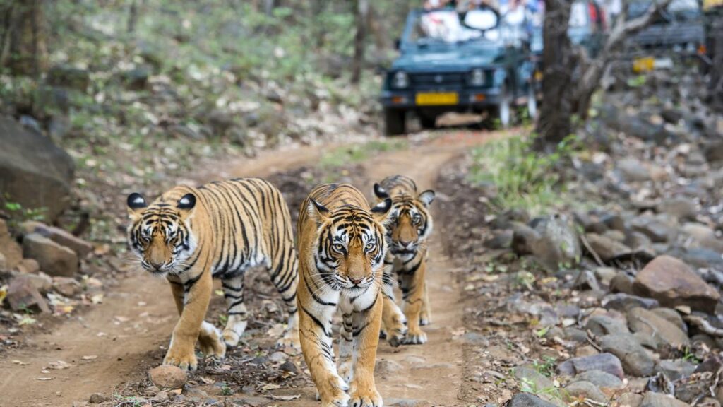 रात के जंगलों में | रणथंभौर राष्ट्रीय उद्यान में बाघ के निशान पर