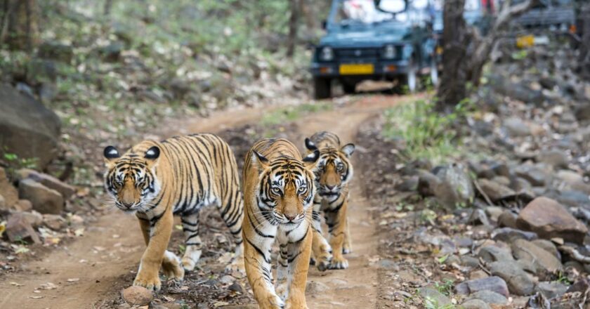 रात के जंगलों में | रणथंभौर राष्ट्रीय उद्यान में बाघ के निशान पर