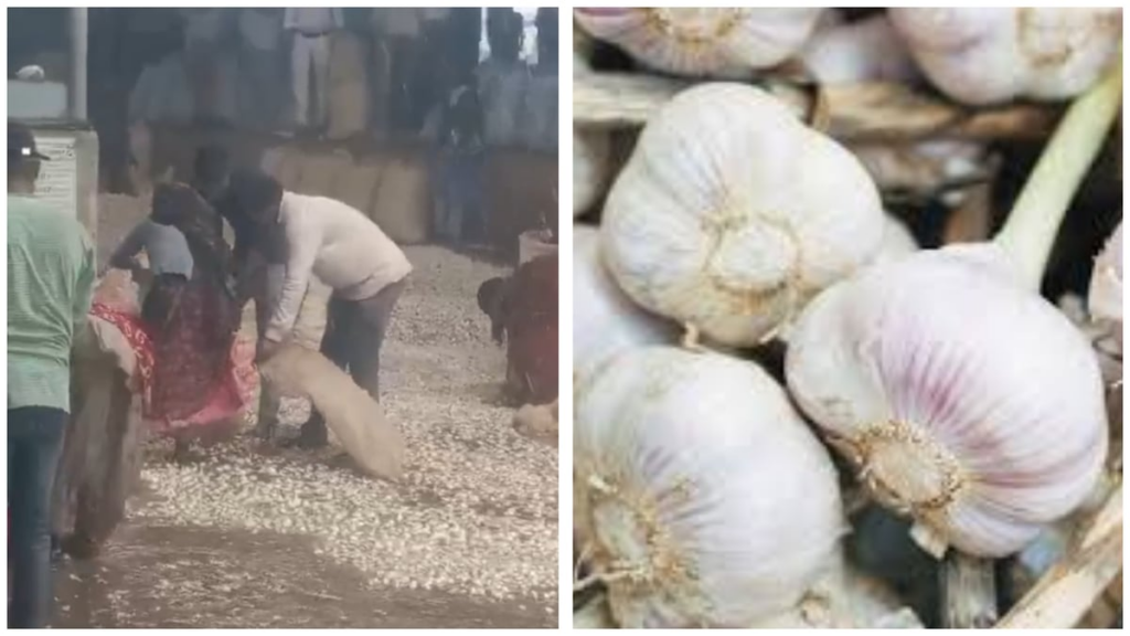 MP: Sudden Rain Damages Garlic Produce Kept In Mandi (WATCH)