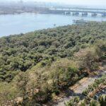 Mumbai: CAT Report Exposes Coastal Zone Management Failures, Enabling Encroachments On Mangroves And...