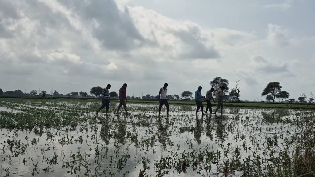 MP: Unseasonal Rains Damage Crops In Jabalpur, Farmers Demand Compensation; Field Survey Underway