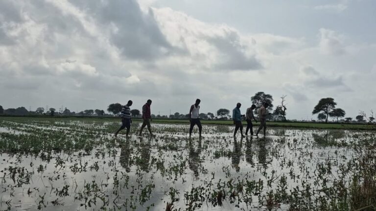 जबलपुर में बेमौसम बारिश से फसलों को नुकसान, किसानों ने मांगा मुआवजा; फ़ील्ड सर्वेक्षण चल रहा है