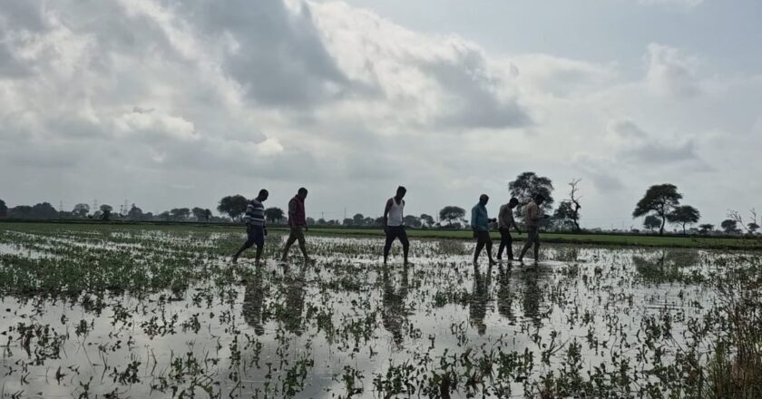 जबलपुर में बेमौसम बारिश से फसलों को नुकसान, किसानों ने मांगा मुआवजा; फ़ील्ड सर्वेक्षण चल रहा है