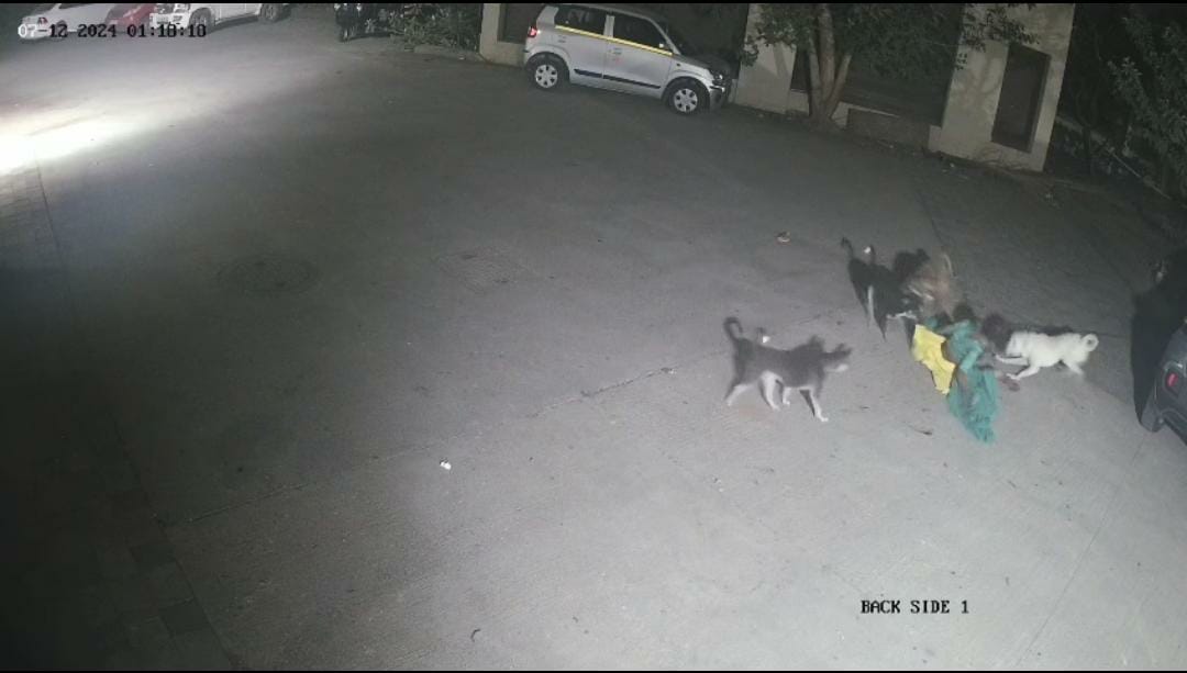 Thane Dog Attack VIDEO: Woman Hospitalised After 4 Stray Dogs Attack Her In Titwala